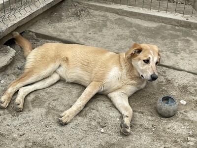 Coco geb. 11/23 sucht geduldiges und liebevolles Zuhause, Mischling - Hündin