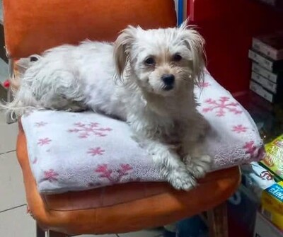 Coco, kleine Wuschelmaus sucht Liebe und Geborgenheit
