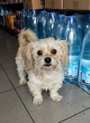 Coco, kleine Wuschelmaus sucht Liebe und Geborgenheit, Bichon - Mischling - Hündin