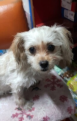 Coco, kleine Wuschelmaus sucht Liebe und Geborgenheit, Bichon - Mischling - Hündin