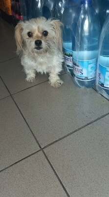 Coco, kleine Wuschelmaus sucht Liebe und Geborgenheit, Bichon - Mischling - Hündin