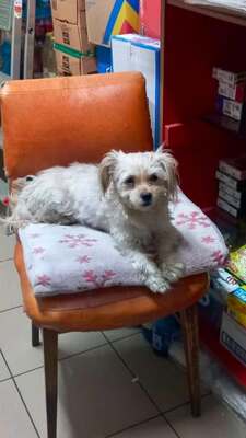 Coco, kleine Wuschelmaus sucht Liebe und Geborgenheit, Bichon - Mischling - Hündin