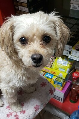 Coco, kleine Wuschelmaus sucht Liebe und Geborgenheit, Bichon - Mischling - Hündin