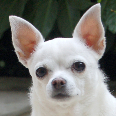 Cocolitta, Chihuahua - Hündin