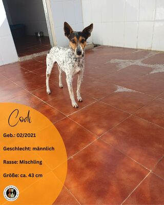 Codi