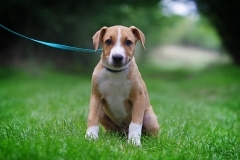 Cody, Mischling Welpen - Rüde