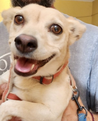 Cody, Mix - Hündin