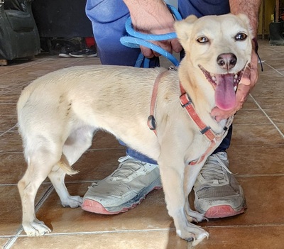 Cody, Mix - Hündin