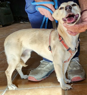Cody, Mix - Hündin