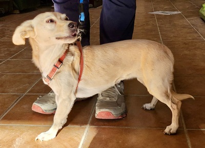 Cody, Mix - Hündin