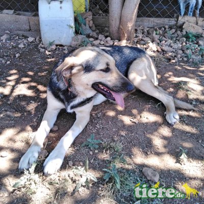 Coffee / Reserviert, .Mischling - Hündin