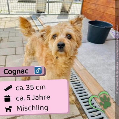 😍 Cognac Slowakei (ZM) Mischling Rüde - freundlich und problemlos, Mischling - Rüde