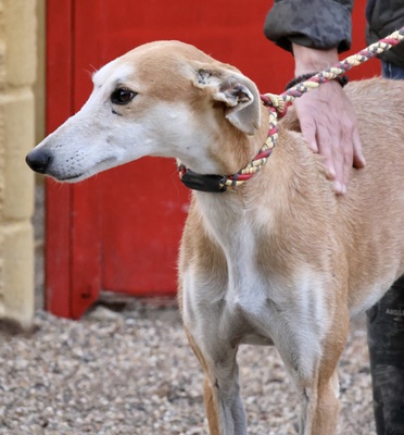 Coin, Galgo Espanol - Rüde