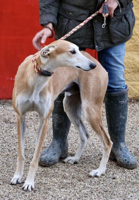 Coin, Galgo Espanol - Rüde