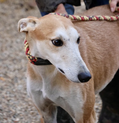 Coin, Galgo Espanol - Rüde