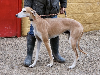 Coin, Galgo Espanol - Rüde