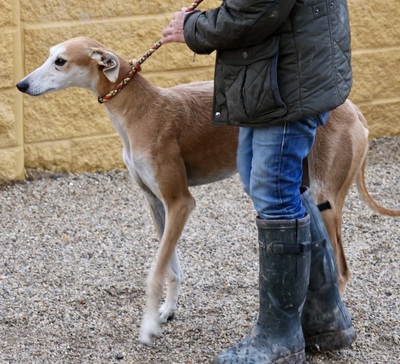 Coin, Galgo Espanol - Rüde