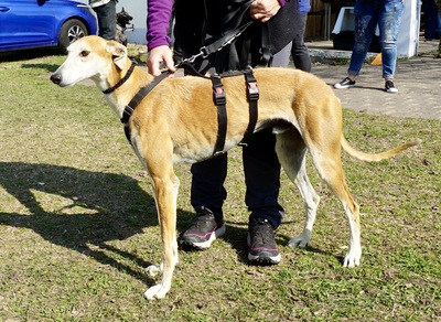 Coin, Galgo Espanol - Rüde