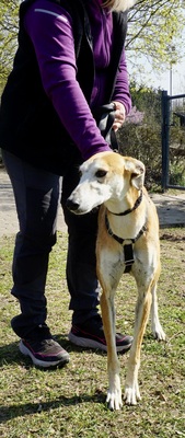 Coin, Galgo Espanol - Rüde