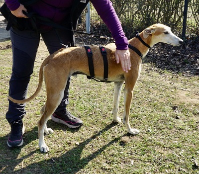 Coin, Galgo Espanol - Rüde