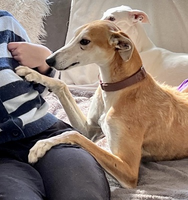 Coin, Galgo Espanol - Rüde