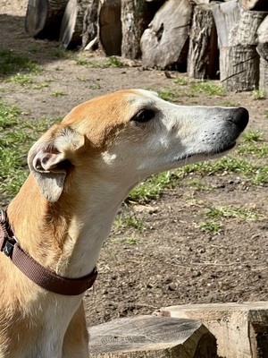 Coin, Galgo Espanol - Rüde