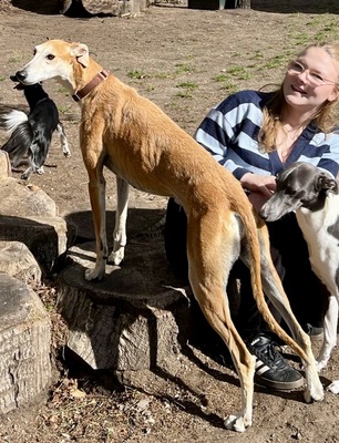 Coin, Galgo Espanol - Rüde