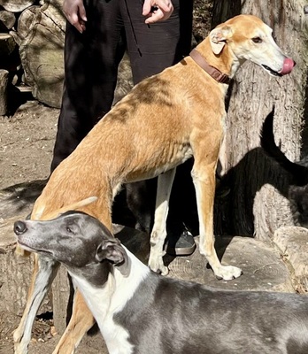 Coin, Galgo Espanol - Rüde