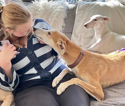 Coin, Galgo Espanol - Rüde