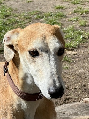 Coin, Galgo Espanol - Rüde