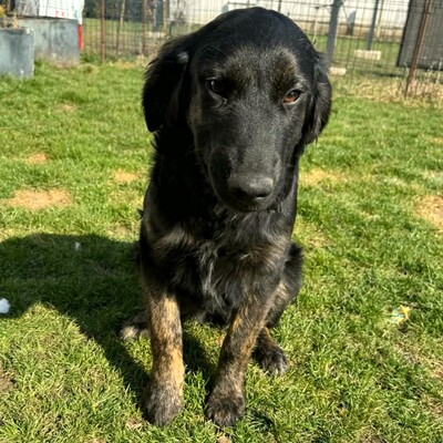 🌸Cola Schäferhund Mischlingswelpin ist  sehr verspielt und lieb, stubenrein und  lebt mit mehreren Hunden zusammen 🌸