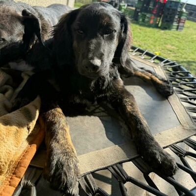 🌸Cola Schäferhund Mischlingswelpin ist sehr verspielt und lieb, stubenrein und lebt mit mehreren Hunden zusammen 🌸, Schäferhund Mischlingswelpin - Hündin