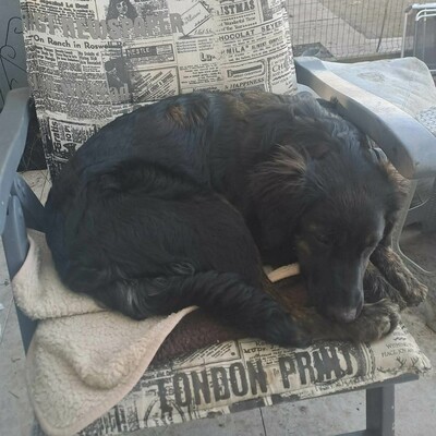 🌸Cola Schäferhund Mischlingswelpin ist sehr verspielt und lieb, stubenrein und lebt mit mehreren Hunden zusammen 🌸, Schäferhund Mischlingswelpin - Hündin