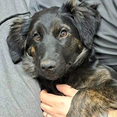 🌸Cola Schäferhund Mischlingswelpin ist sehr verspielt und lieb, stubenrein und lebt mit mehreren Hunden zusammen 🌸, Schäferhund Mischlingswelpin Welpen - Hündin
