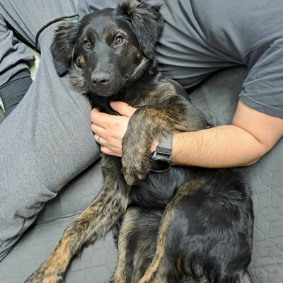 🌸Cola Schäferhund Mischlingswelpin ist sehr verspielt und lieb, stubenrein und lebt mit mehreren Hunden zusammen 🌸, Schäferhund Mischlingswelpin Welpen - Hündin