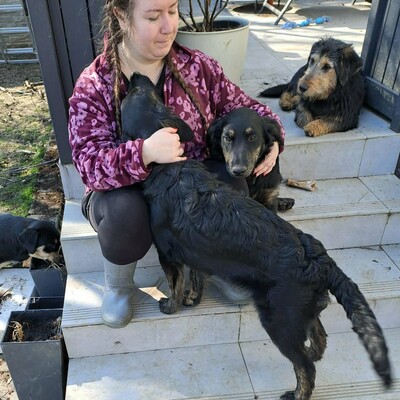 🌸Cola Schäferhund Mischlingswelpin ist sehr verspielt und lieb, stubenrein und lebt mit mehreren Hunden zusammen 🌸, Schäferhund Mischlingswelpin Welpen - Hündin