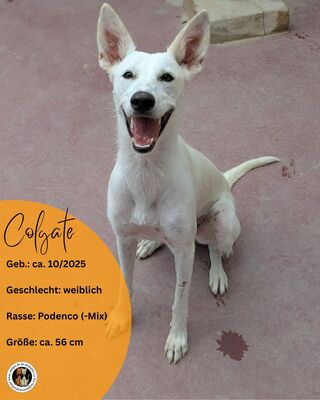 Colgate, Podenco-Mix - Hündin