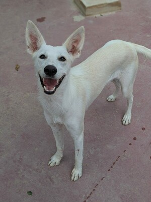 Colgate, Podenco-Mix - Hündin