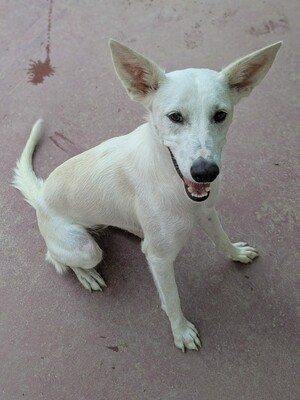 Colgate, Podenco-Mix - Hündin