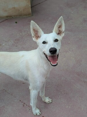 Colgate, Podenco-Mix - Hündin