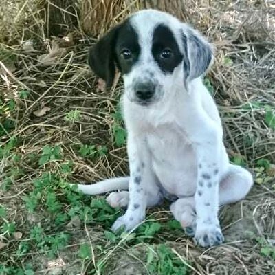 Colina/ Reserviert, Mischling Welpen - Hündin