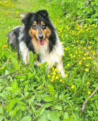 Collie Langhaar - Hündin 1