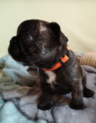 Collin, Französische Bulldogge Welpen - Rüde