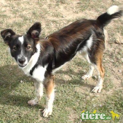 Colombo, Keine Angaben - Rüde