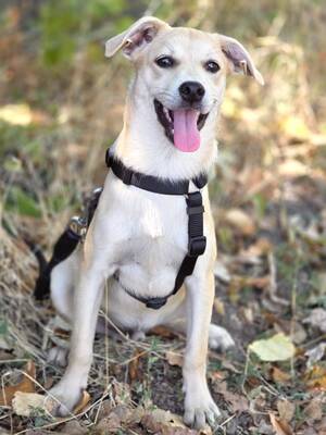 Comet sucht sein für-immer-Zuhause