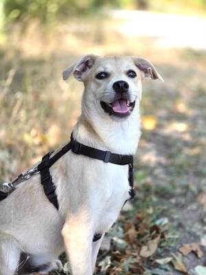 Comet sucht sein für-immer-Zuhause, Chihuahua-Mix Welpen - Rüde