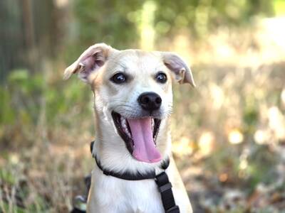 Comet sucht sein für-immer-Zuhause, Chihuahua-Mix Welpen - Rüde