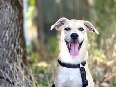 Comet sucht sein für-immer-Zuhause, Chihuahua-Mix Welpen - Rüde