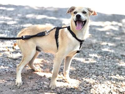 Comet sucht sein für-immer-Zuhause, Chihuahua-Mix Welpen - Rüde