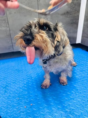 Conchita, Dackel-Mischling - Hündin